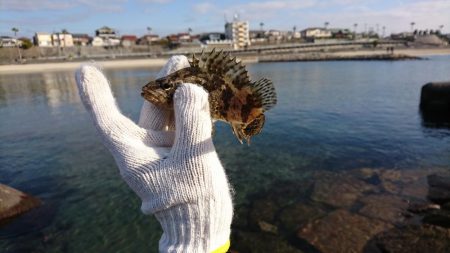 安定の根魚達！