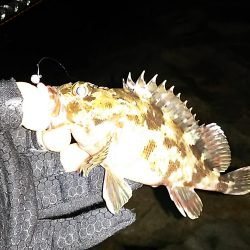 メバル ガシラ釣り