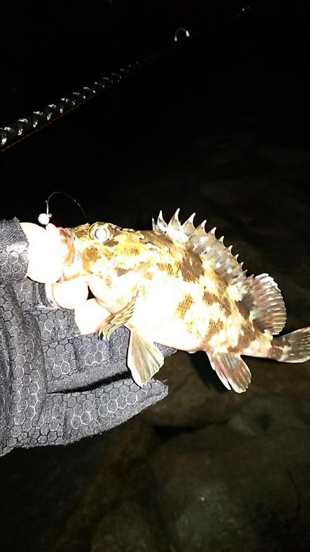 メバル ガシラ釣り