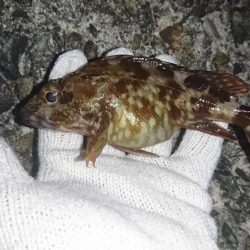 ガシラの活性高し！