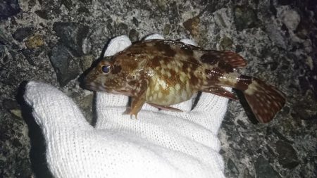 ガシラの活性高し！