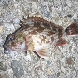 ガッシー絶好調！