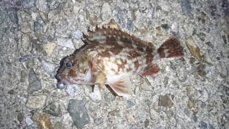 ガッシー絶好調！