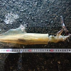 スーパーのアジで浮き釣り