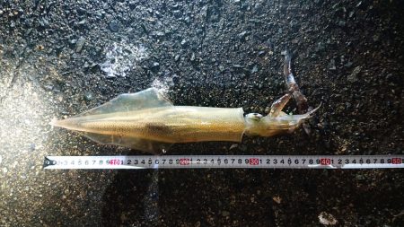 スーパーのアジで浮き釣り