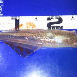ヤリイカ釣り近況