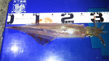 ヤリイカ釣り近況