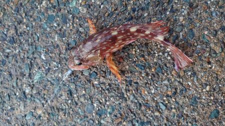 ヤリイカ狙い！