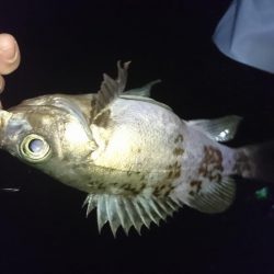 今年初メバリング