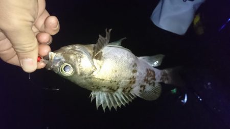 今年初メバリング