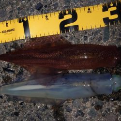 ヤリイカエギング