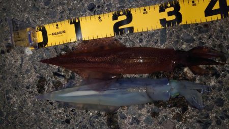 ヤリイカエギング