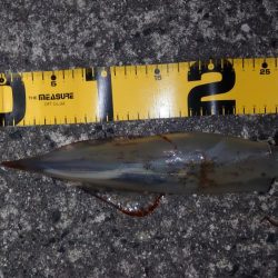 ヤリイカエギング