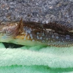 深場の福良でキス狙い