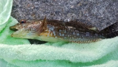 深場の福良でキス狙い