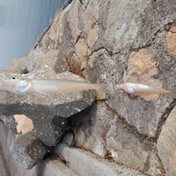 白灯台波止でキス狙い