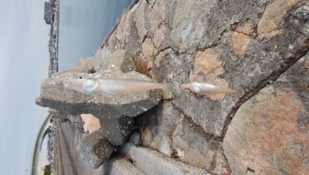 白灯台波止でキス狙い