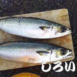 大サバを狙いに行きました。