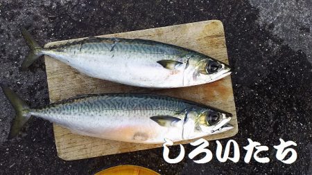 大サバを狙いに行きました。