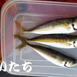 マイワシ見えるも、食べる気なし。