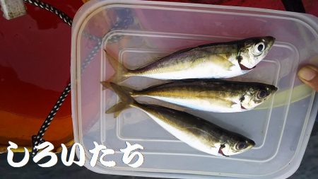 マイワシ見えるも、食べる気なし。