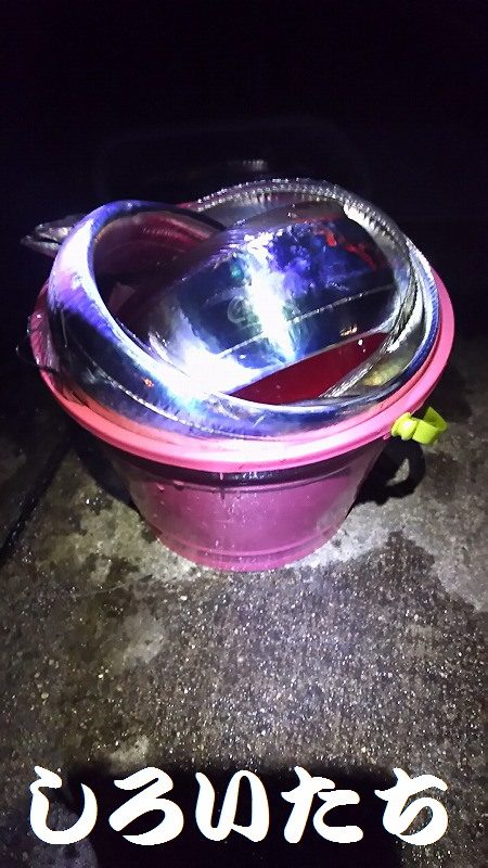 サイズもいいタチウオがよく釣れました。