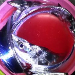 和歌山遠征。1月2回め。