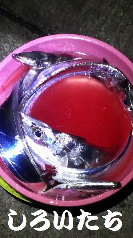 和歌山遠征。1月2回め。