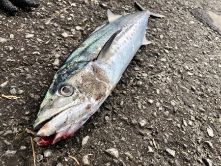 初めてのサーフ