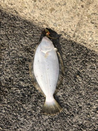 ショアタイラバ