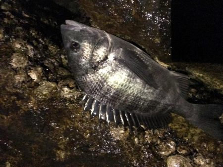 渋すぎメバリング