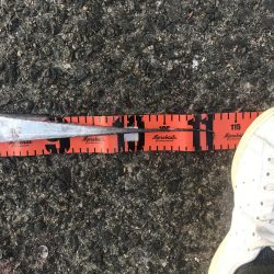 年明けもドラゴン