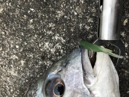 1月22日デーゲーム