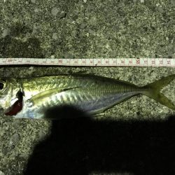 アジングオール