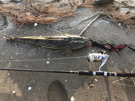 ど迫力のマゴチ