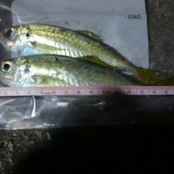 メバルはシブく…