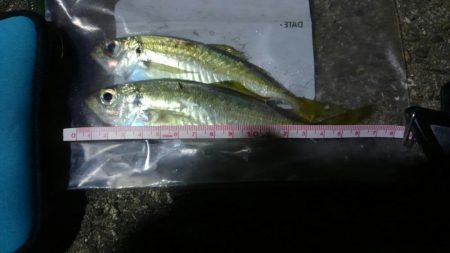 メバルはシブく…