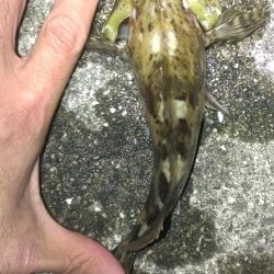 ガシラシーズンイン