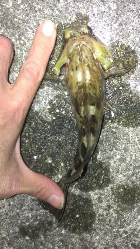 ガシラシーズンイン