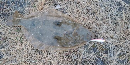 ヒラメゲット！！