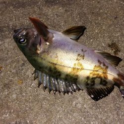 神明アジング&メバリング釣行