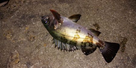 神明アジング&メバリング釣行