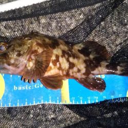 小さいサイズが多い