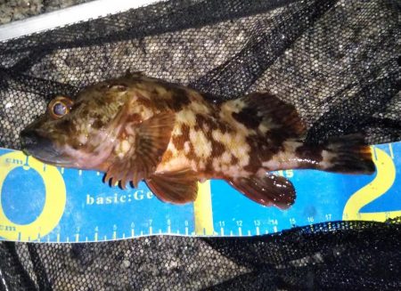 小さいサイズが多い