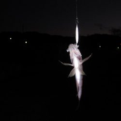 チビメバルとの戯れ