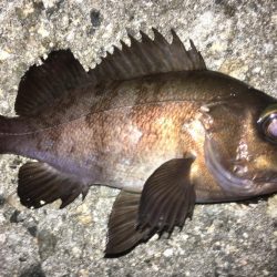 大満足の初釣行
