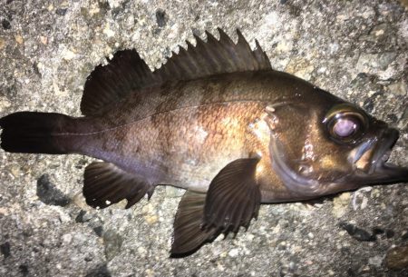 大満足の初釣行