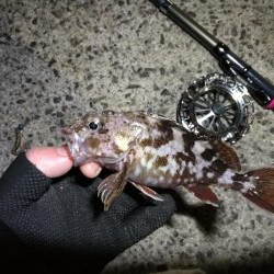 南港へち釣行 (2020/01/01 謹賀新年!南港ヘチ釣り ガシラ、真鯛(チャリコ) 釣果有り)