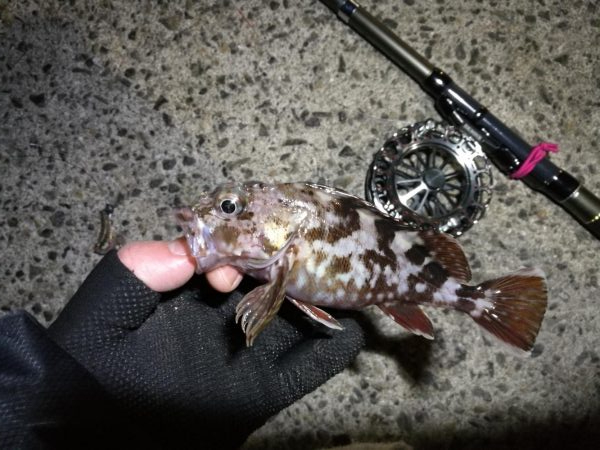 南港へち釣行 (2020/01/01 謹賀新年!南港ヘチ釣り ガシラ、真鯛(チャリコ) 釣果有り)