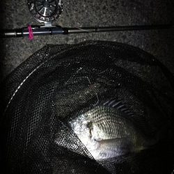 南港へち釣行 (2020/01/02 南港ヘチ釣り キビレ45cm メッキアジ ウミタナゴ 他 釣果有り)